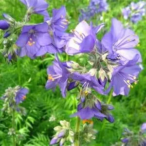 Синюха голубая микс Р9 