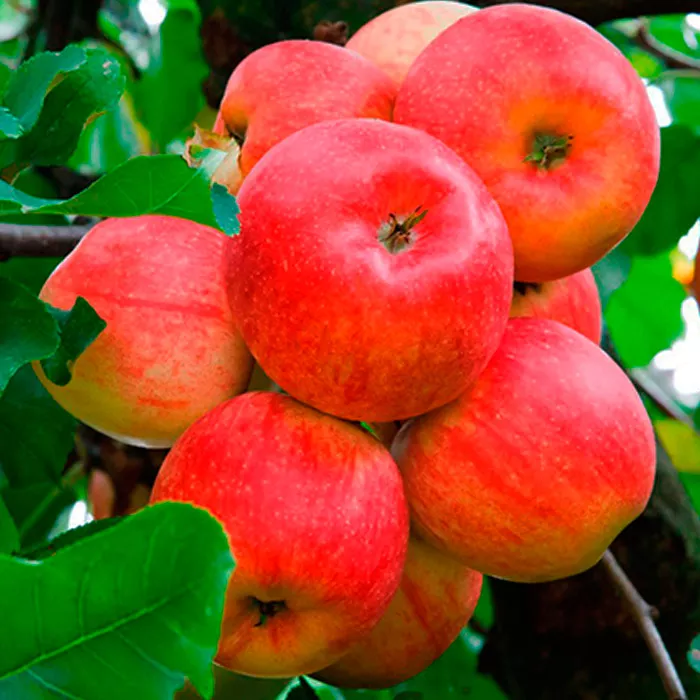 Яблоня колонновидная Китайка красная 2-х летка v5-10 Tim 