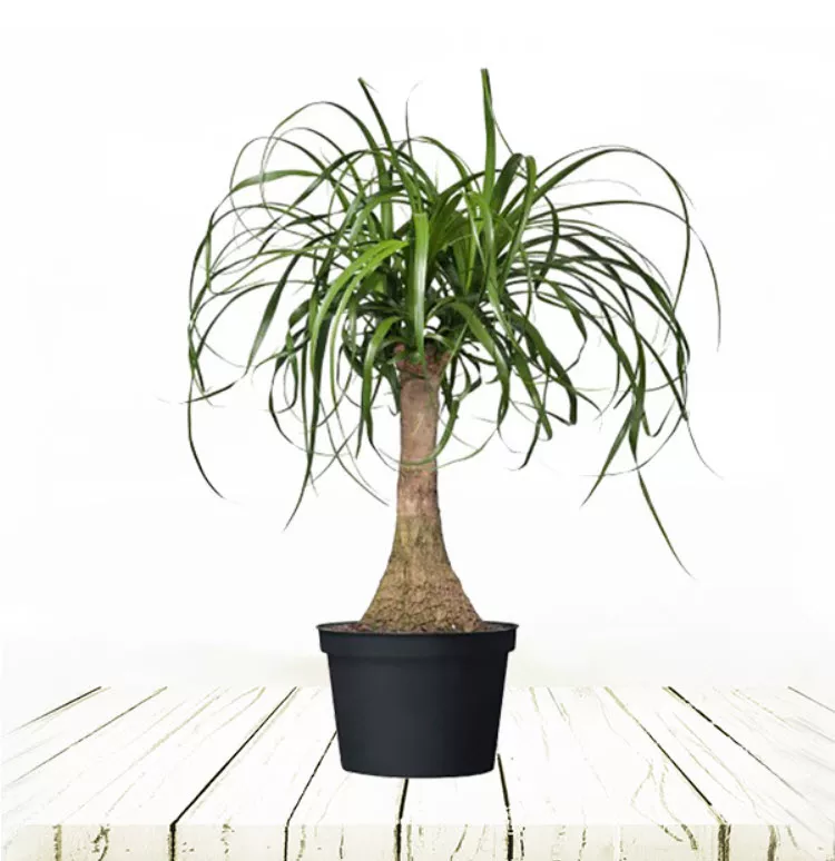 Нолина штамбовая d20 h80 