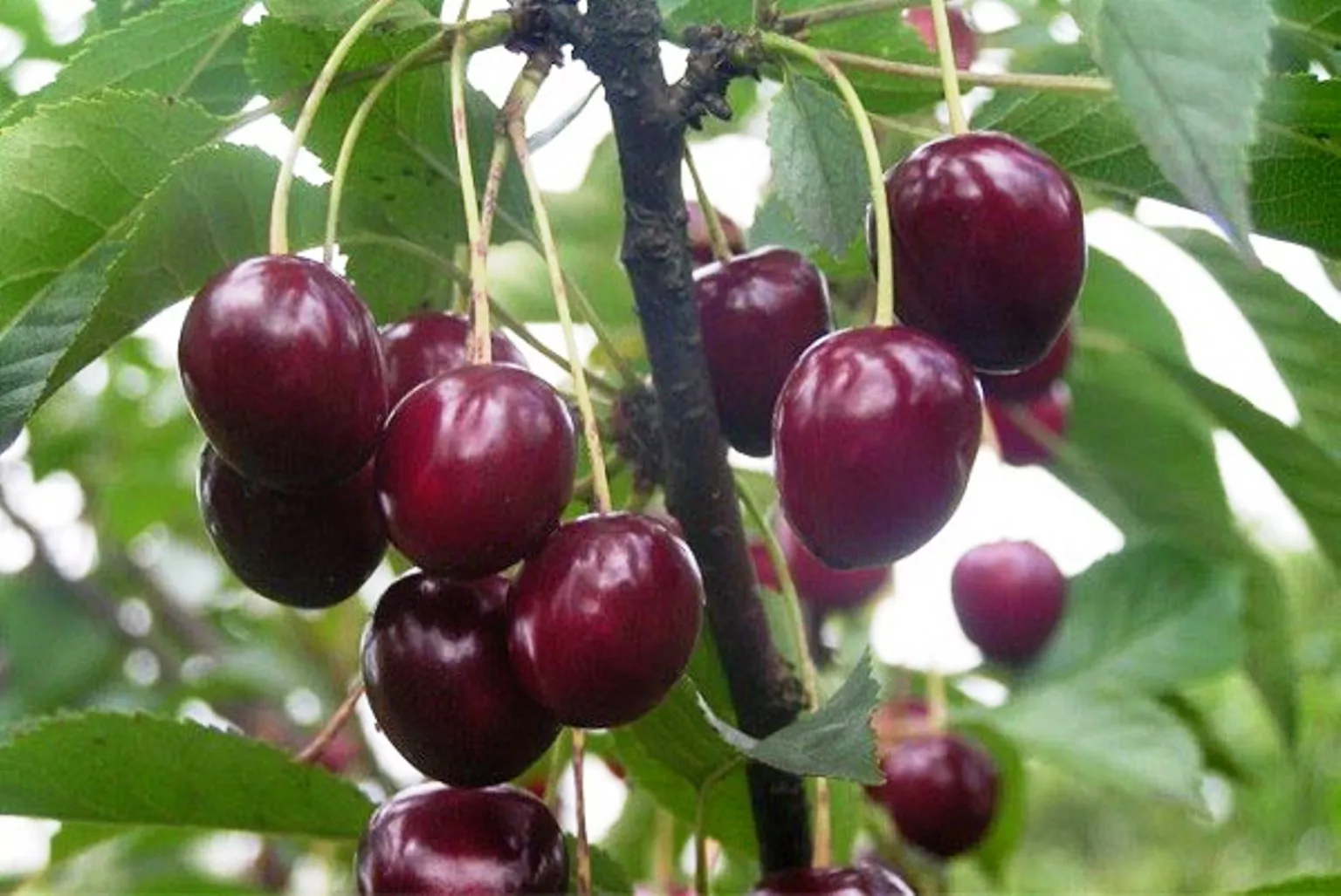 Вишня Памяти Вавилова v7 100-140 Tim 