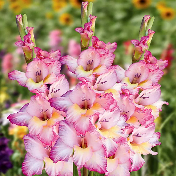 Луковица НВМ Гладиолус Присцилла 11/12 5шт 