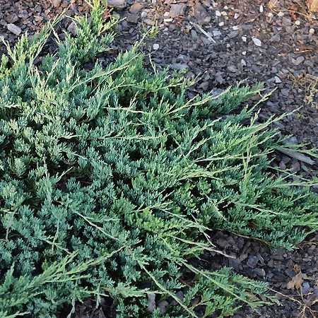 Можжевельник горизонтальный Джейд Ривер v5-7 Tim 