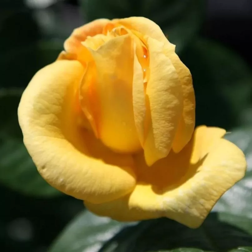 Роза флорибунда Артур Белл v5 Lav 