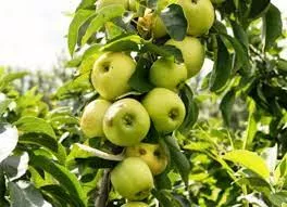 Яблоня колоновидная Диалог v7 60-80 Tim 