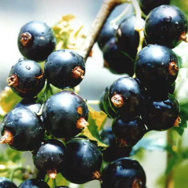 Смородина р19 штамб 60-90см Tw 