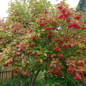 Калина обыкновенная Вигоровская v3 30-40 Sav 