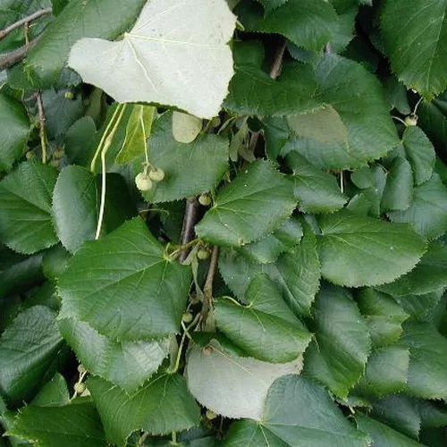 Липа серебристая Брабант с3/60-120 Bor 