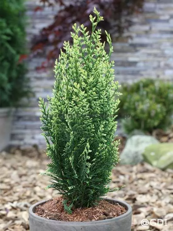 Кипарисовик лавсона Вайт Спот v3 40-60 Bor 