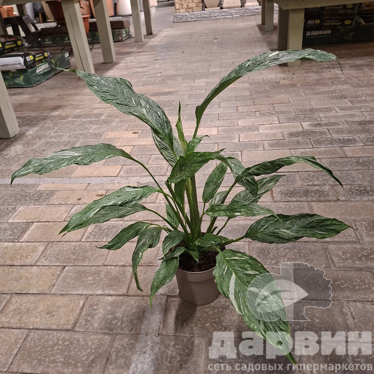 Спатифиллум Даймонд Вариегата д14 х50 WM