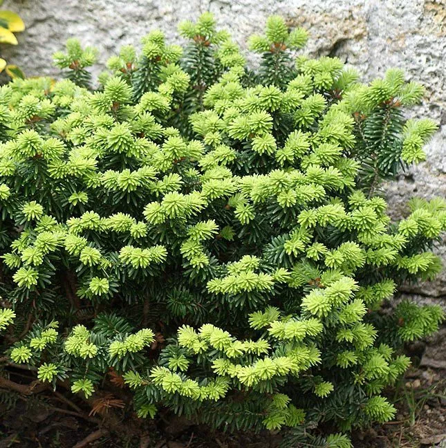 Пихта бальзамическая Беар Свамп v7.5 25-30 см 