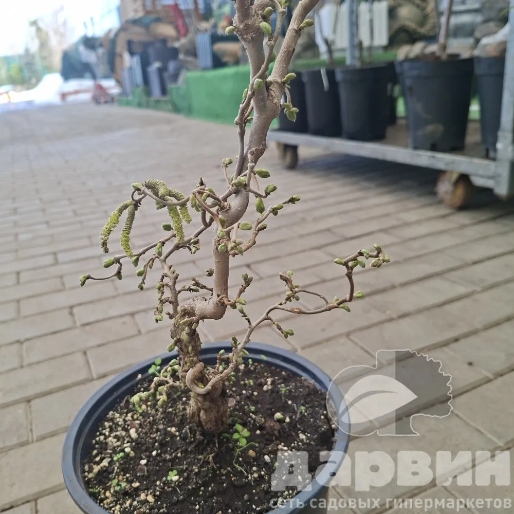 Лещина обыкновенная Медуза v5 Lav (3) ватермарка