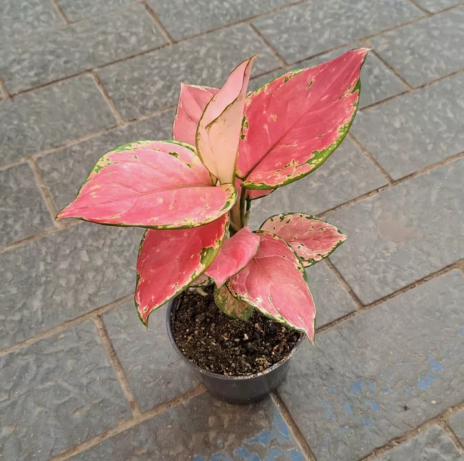 Аглаонема Пинк Ред d12 h35 