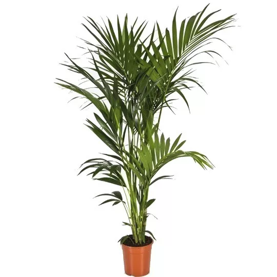 Ховея Форстериана d21 h100 