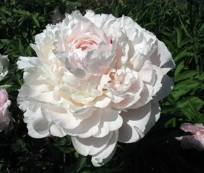 Пион Ник Шейлор v5 Tim 