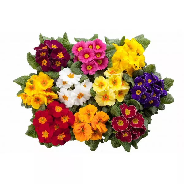 Примула в ассортименте d12 Tim 