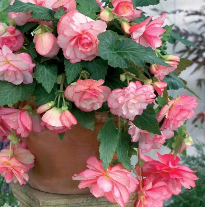 Клубень Бегония Каскад Флоренс 4/5 2шт. Поиск 