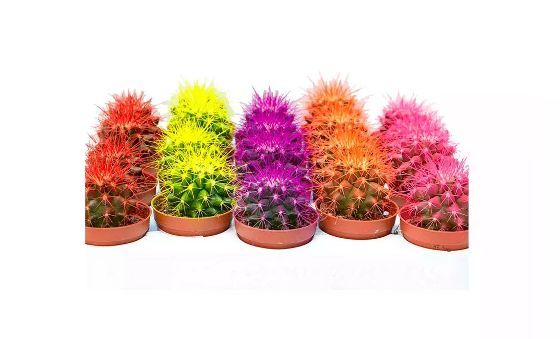 Эхинокактус Рейнбоу микс d10 h15 