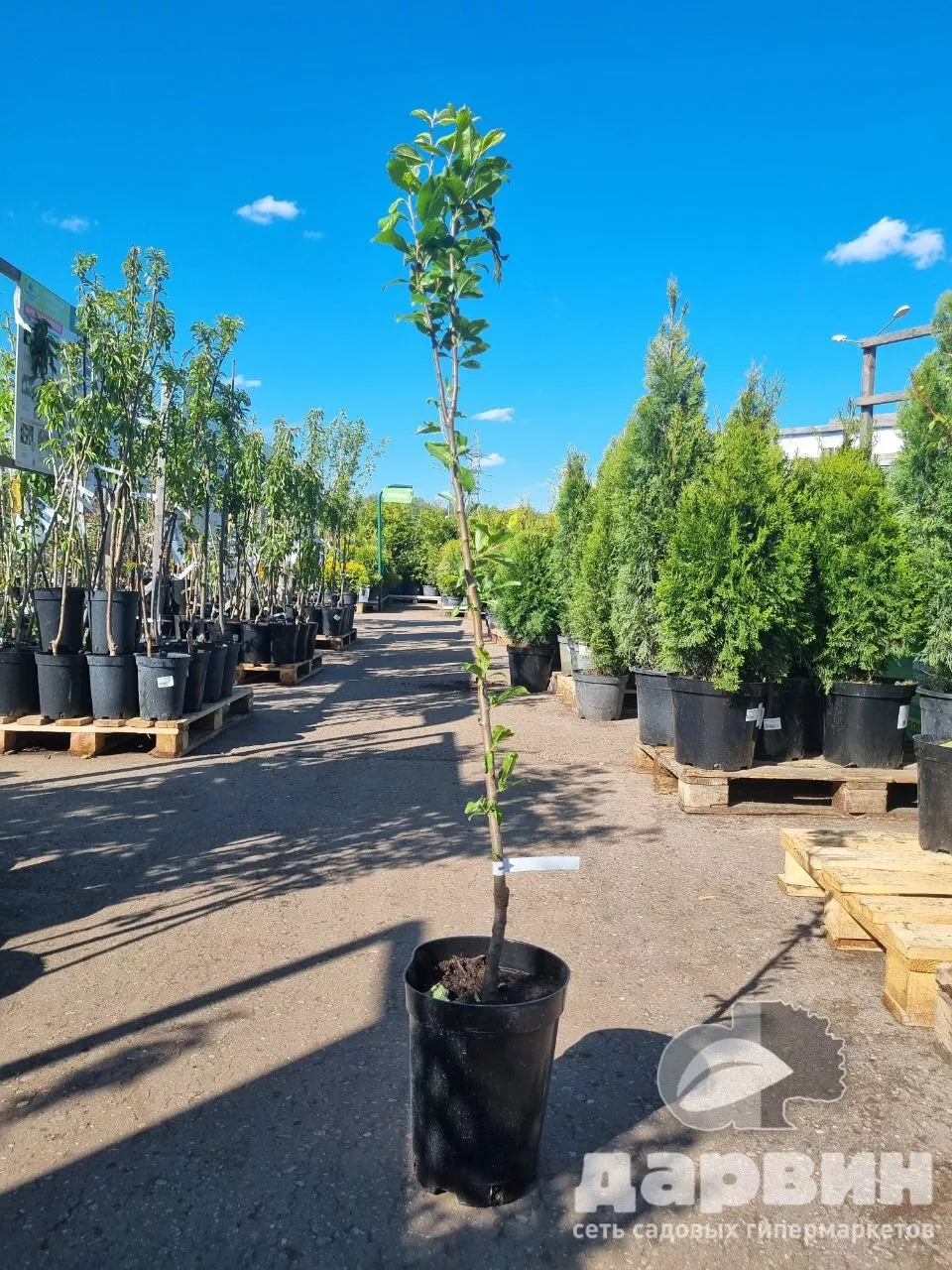 Алыча Царская v7 100-140 Lav 