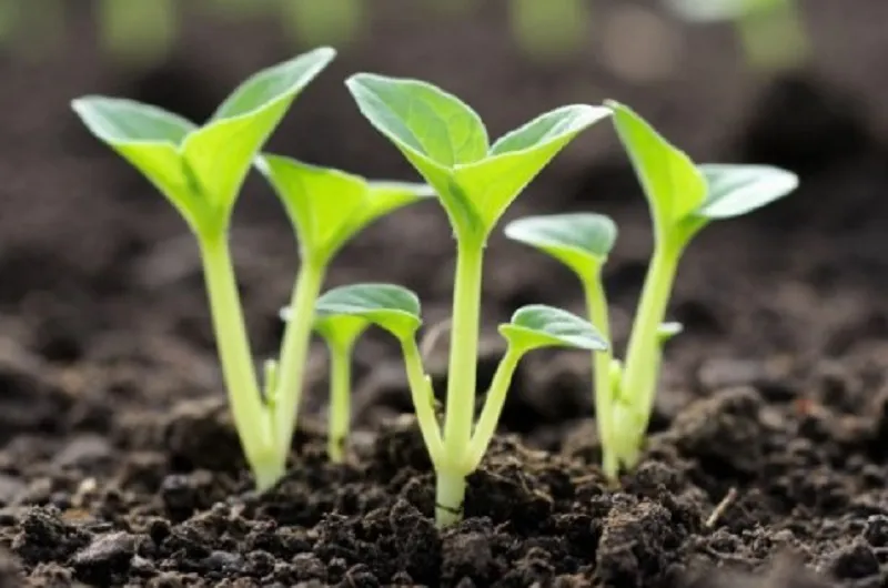 Проверьте семена на всхожесть