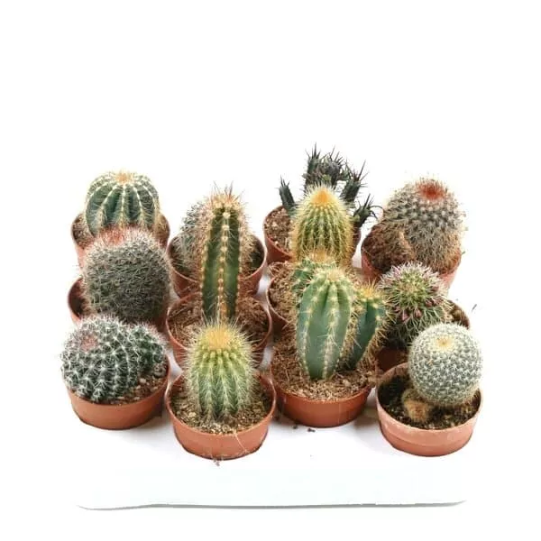 Кактус трио микс d17 h30 