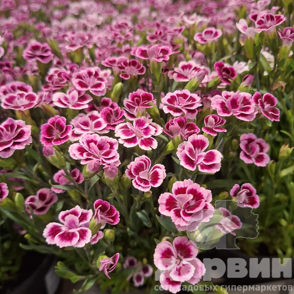 Гвоздика Pink Kisses d13 bix 