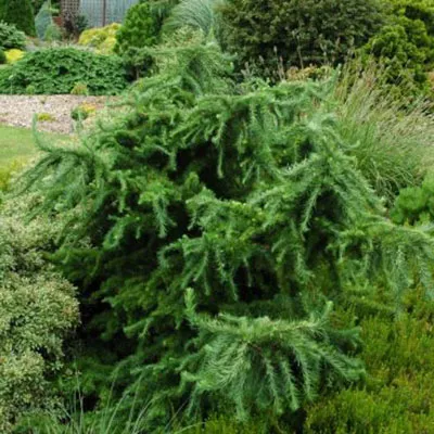 Растение лиственница европейская Little Bogle C7,5 40-50 UL 2017 