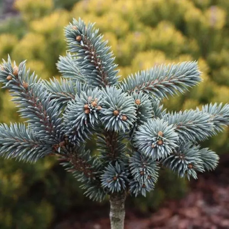 Ель колючая Блю Даймонд v5 30-40 Tw 