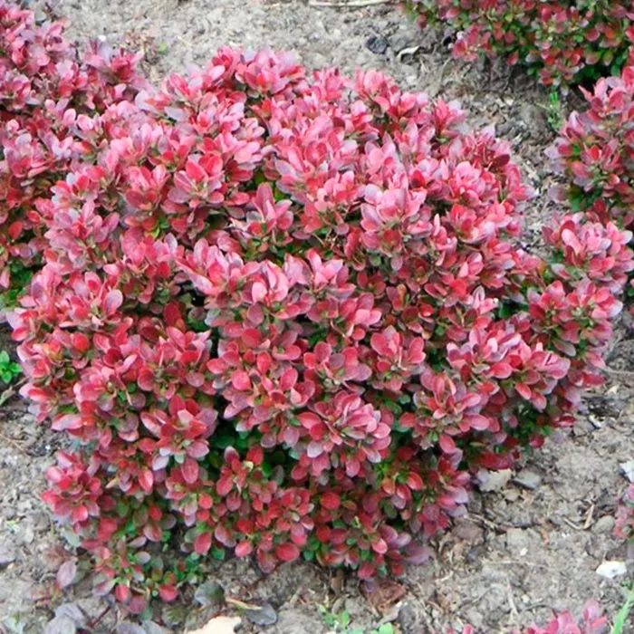 Барбарис тунберга Багатель c2 h10-20 UL 