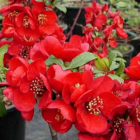 Айва японская Кримсон энд Голд v5 Lav 