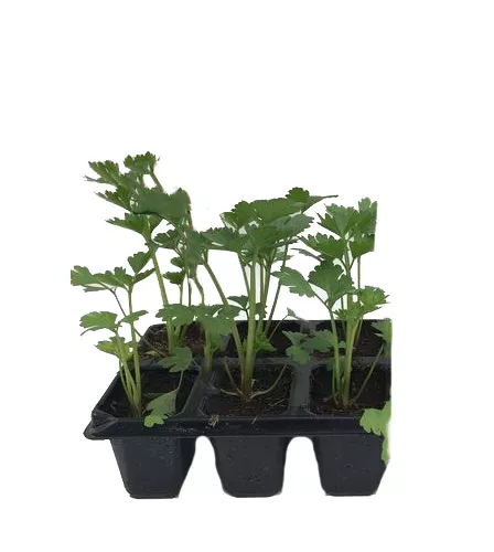 Рассада сельдерей в асс. к6 ХР  