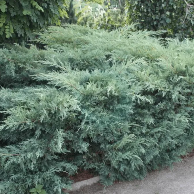 Можжевельник виргинский Хетц v2 Lav 