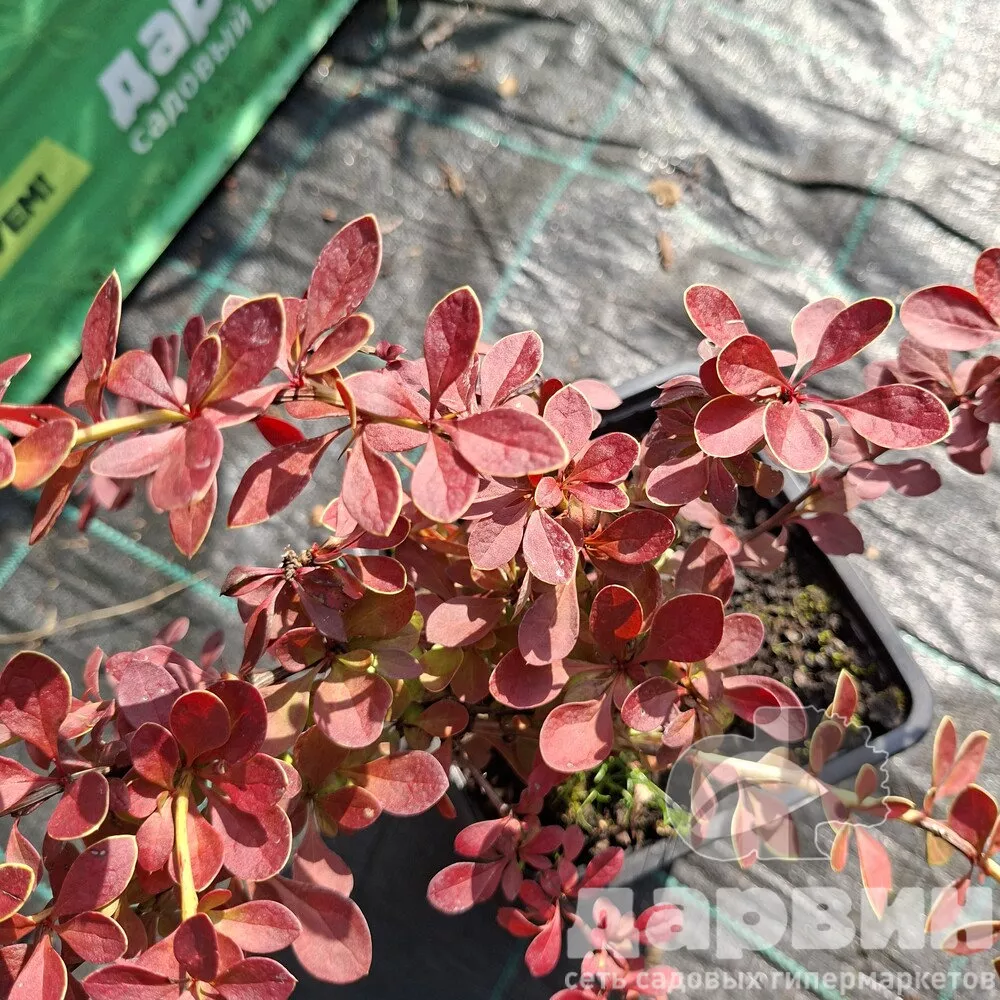 Барбарис тунберга Оранж Карпет v2 Lav 