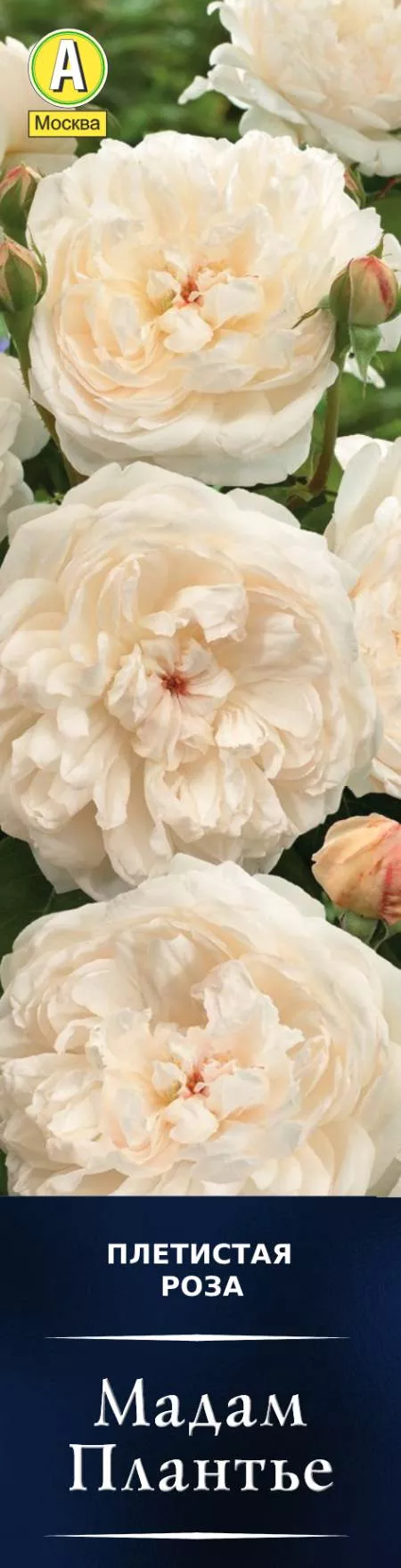 Роза плетистая Мадам Плантье в коробке Аэлита 