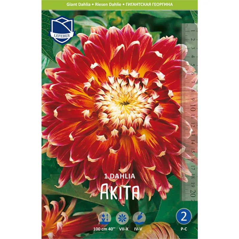 Клубень Георгина декоративного Акита I 1шт 