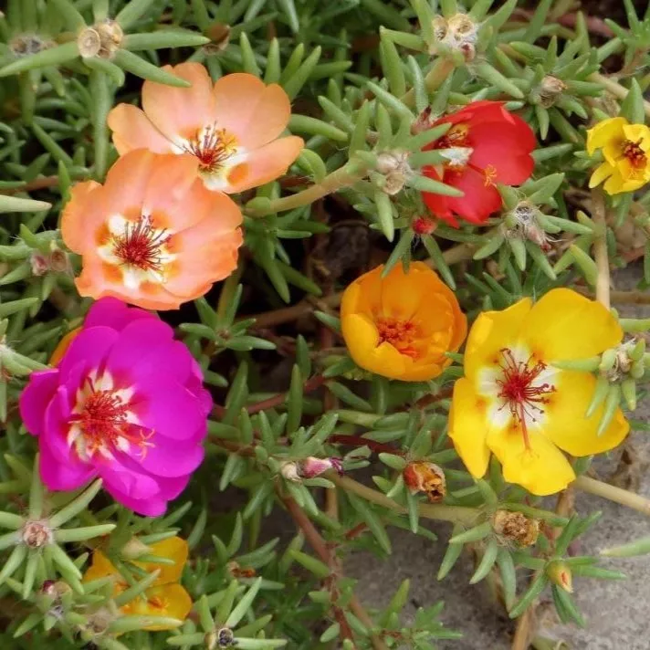 Портулак кассета 6шт ЕГ 