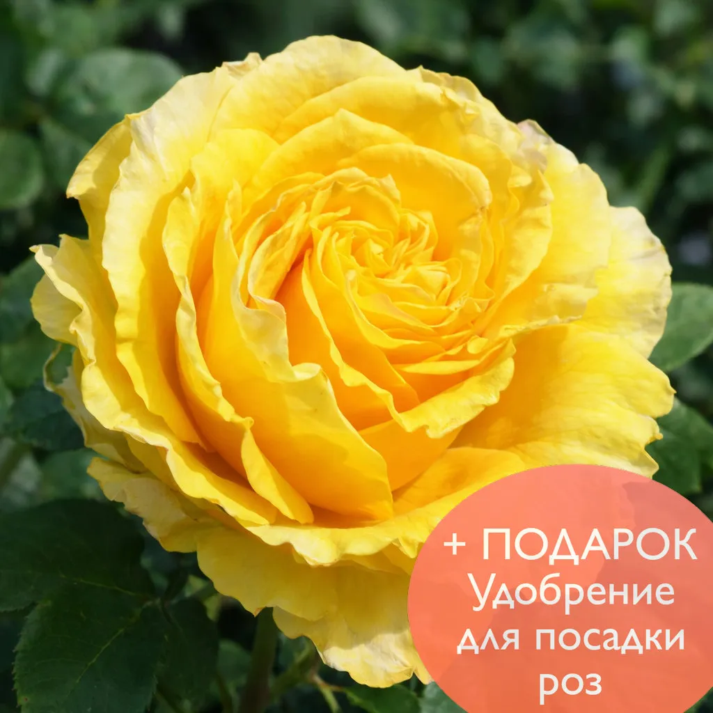 Роза чайно гибридная Сфинкс в коробке Биосфера 