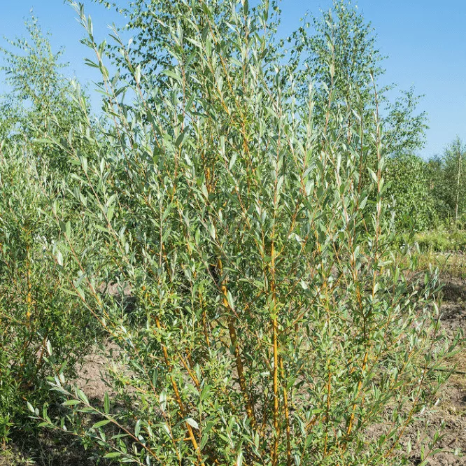 Ива Памяти Бажова v10 150-175 