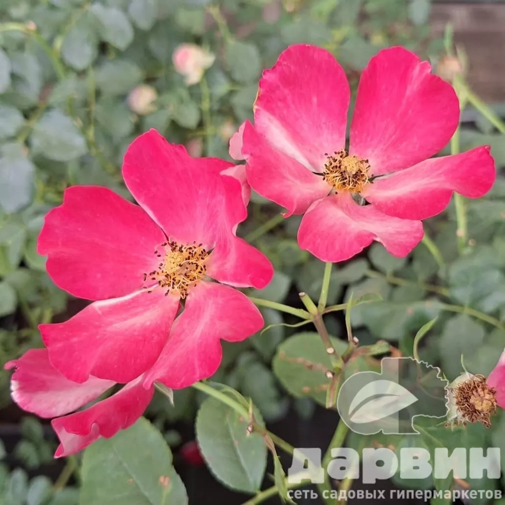 Роза флорибунда Соле луна v5 Lav 