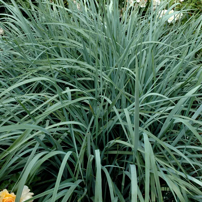 Элимус v3 Push 