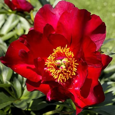 Корневище Пион ИТО-гибрид Скарлет Хевен 1шт Поиск 