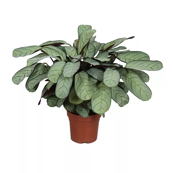 Ктенанта Амагрис d12 h20 