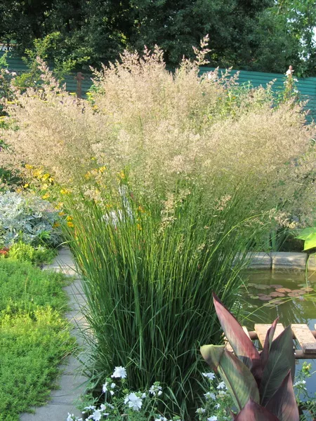 Вейник остроцветковый Карл Фоерстер С2 ЦО 