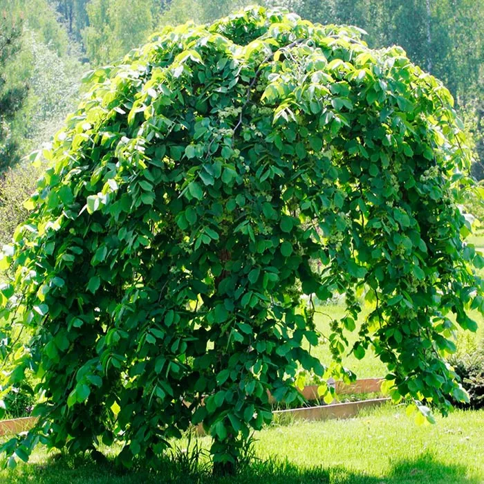 Вяз шершавый Пендула d10-12, Tw 