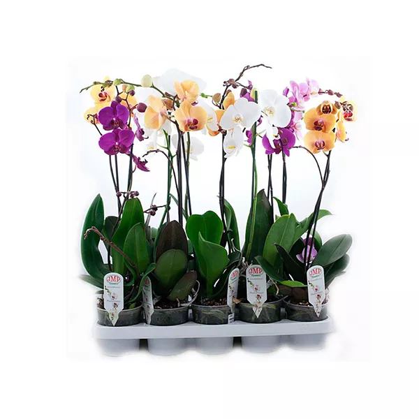 Фаленопсис 1 ст микс