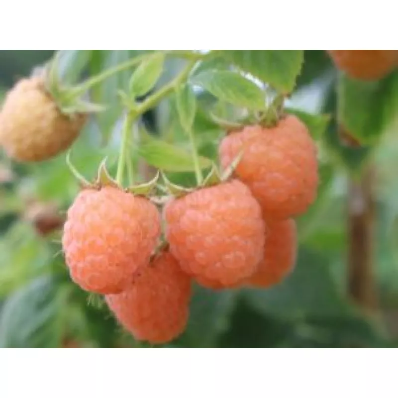 Малина ремонтантная Дабл голд, желтая v5 Tim 