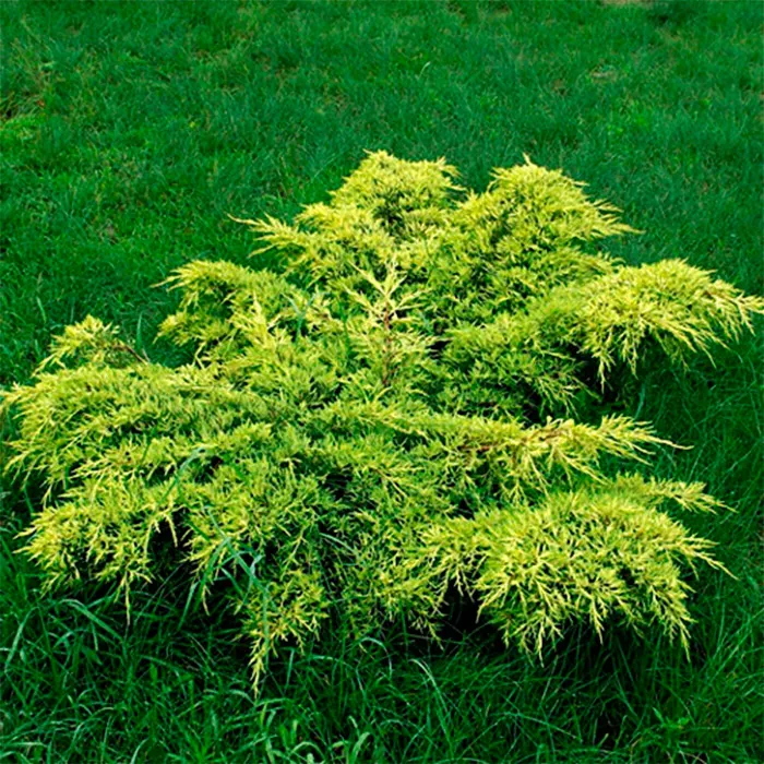 Можжевельник средний Голд Кост с3, 30-40см 