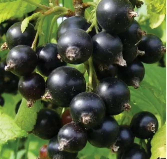 Смородина Сеянец Софьи, черная v3 ХР 