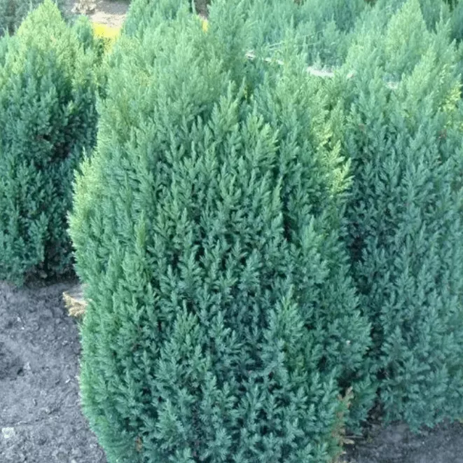 Можжевельник китайский Стрикта v5 30-50 YP 
