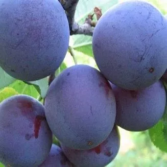 Слива Волошка 2-х летка v5-10 Tim 