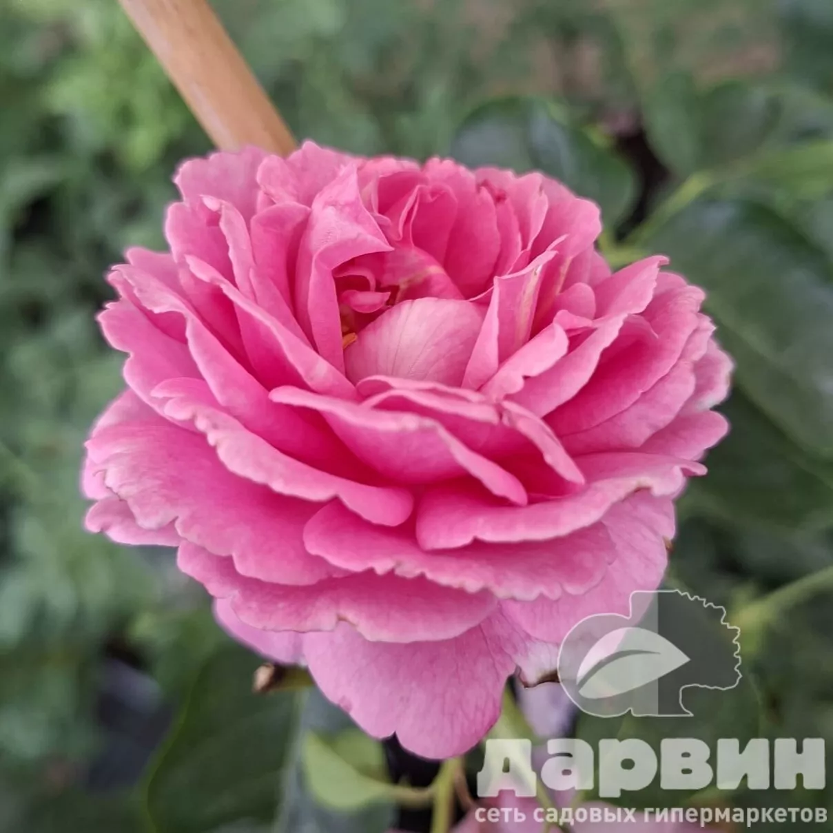 Роза чайно-гибридная Ив Пьяже v5 Lav 